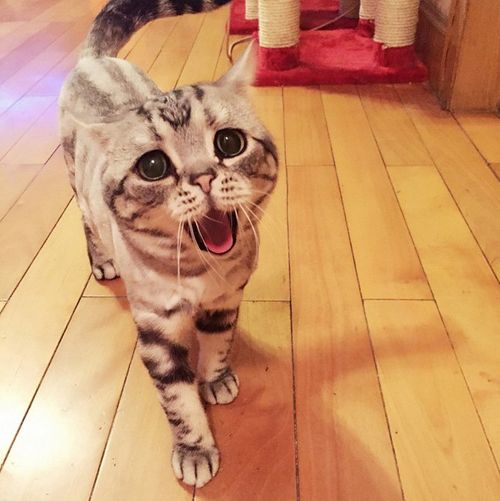 "世界最可怜喵"忧桑眼神惹人怜