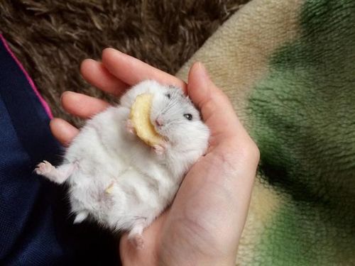 提及吃东西的仓鼠,不免想到与日本大胃王小林尊对决的那娇小身影