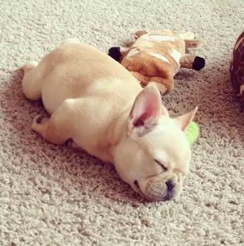 趴着睡的狗狗比较胆小