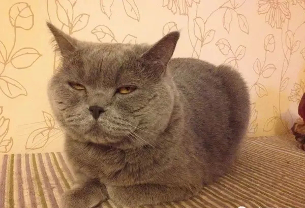 被自己养的宠物嫌弃是一种什么体验?