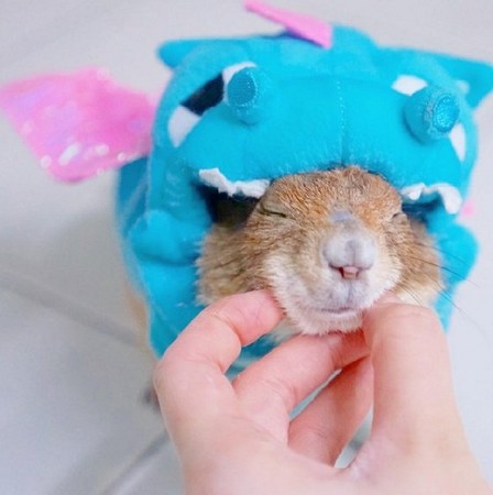 最喜欢主人温柔的挠挠下巴,表情好享受呢