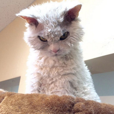 眼神如刀!现实版愤怒的小猫