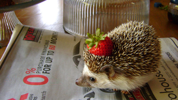 原来刺猬如此可爱软萌