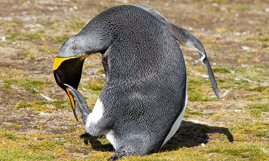 佩特森说道:"这就是企鹅抓痒的方式,也很常见.