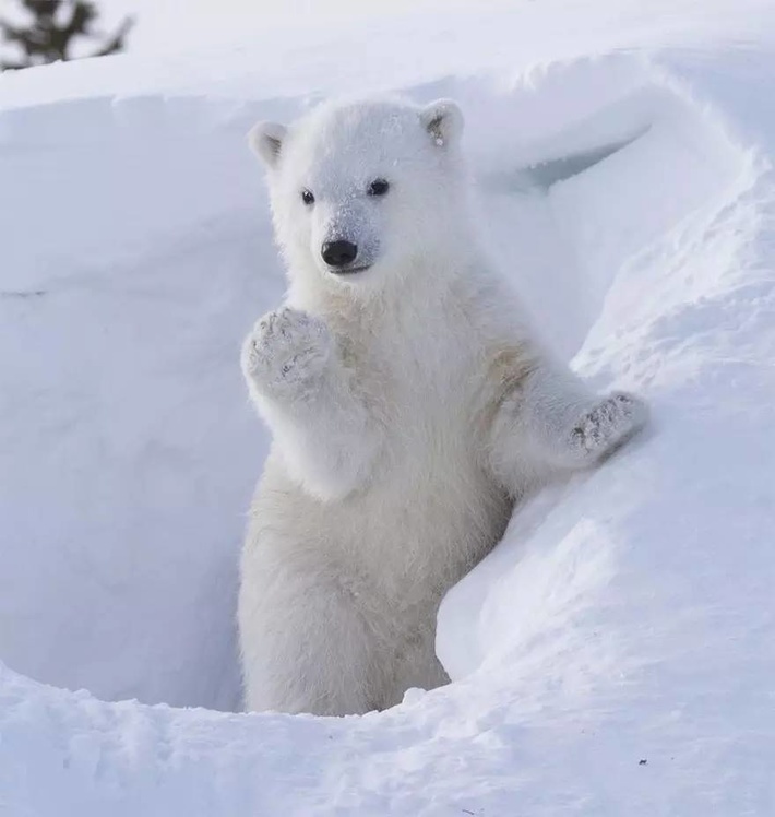 自然传奇北极熊图片