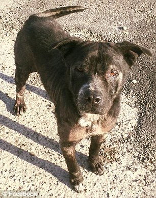 流浪狗在街边睡着的照片,令无数人心碎